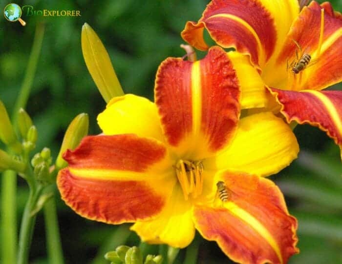 Image of Daylily (Hemerocallis spp.) perennial