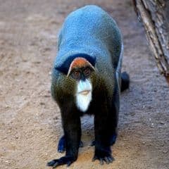 De Brazza's Monkey De Brazza's Monkey
