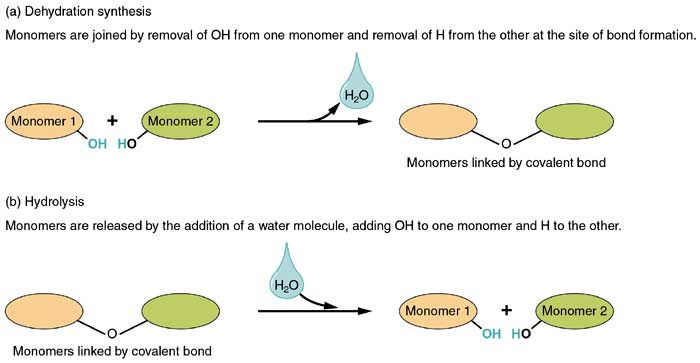 lyserød ego vindue Dehydration Synthesis And Hydrolysis | Types, Reactions, & Roles