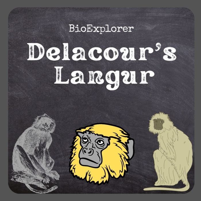 Delacour's Langur