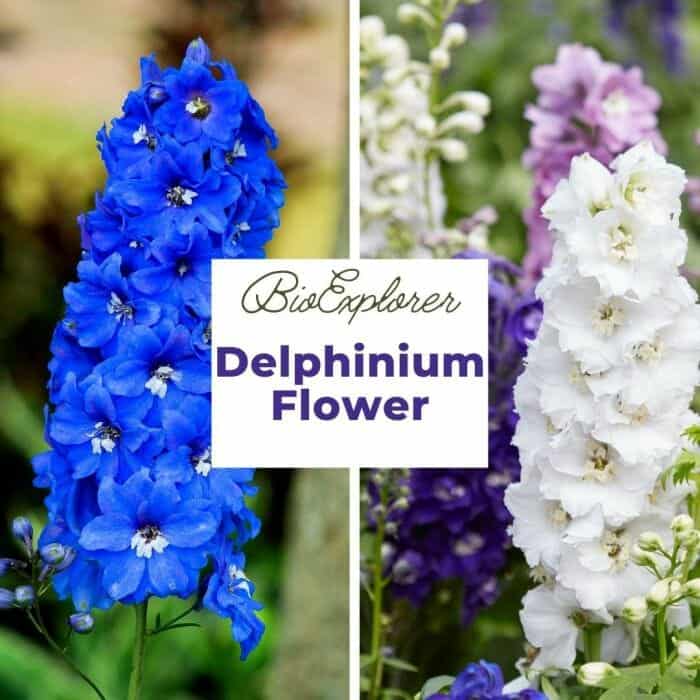 Delphinium