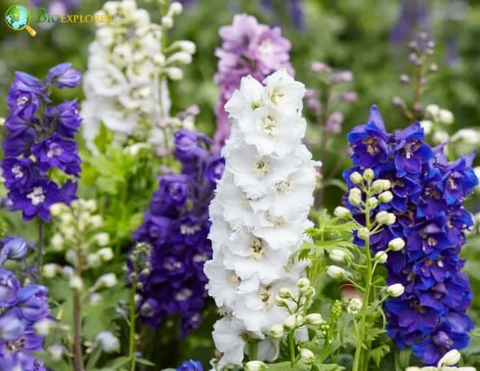 Delphinium Flowers