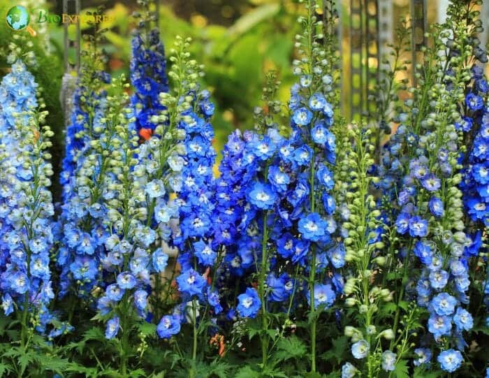 Delphinium Flowers