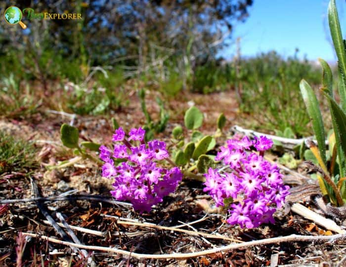 Desert Sand Verbena Flowers Desert Sand Verbena Flowers
