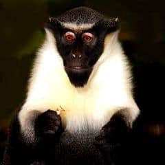 Diana Monkey