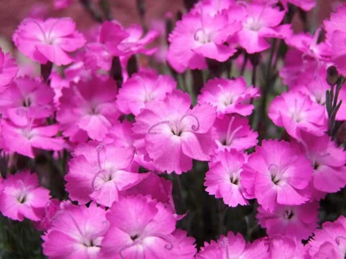 Dianthus Barbatus Flowers