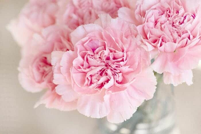 The Ultimate Flower Guide to Carnation Flowers