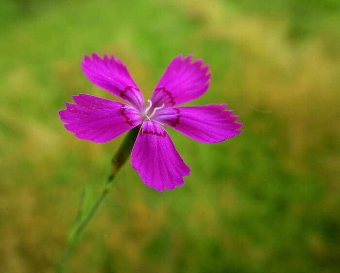 Dianthus Deltoides