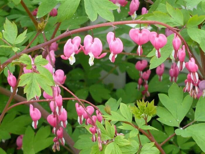 Dicentra Cucullaria