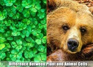 Differences Between Plant and Animal Cells