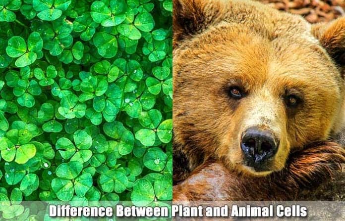 Differences Between Plant and Animal Cells