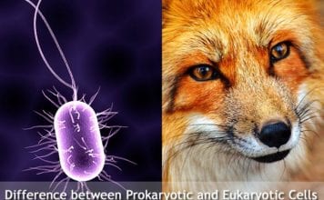 Difference Between Prokaryotic and Eukaryotic Cells