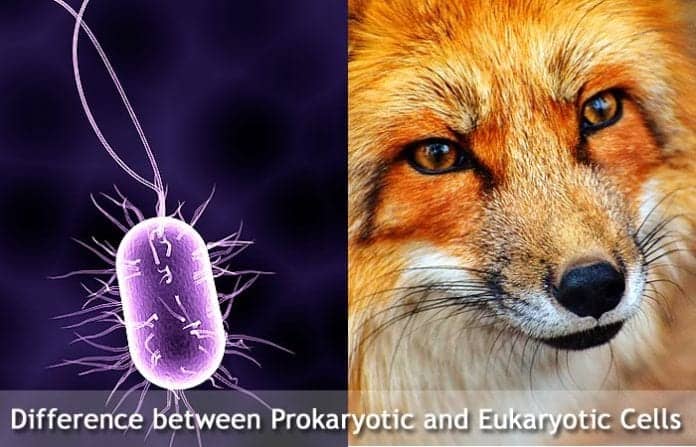 Difference Between Prokaryotic and Eukaryotic Cells Difference Between Prokaryotic and Eukaryotic Cells