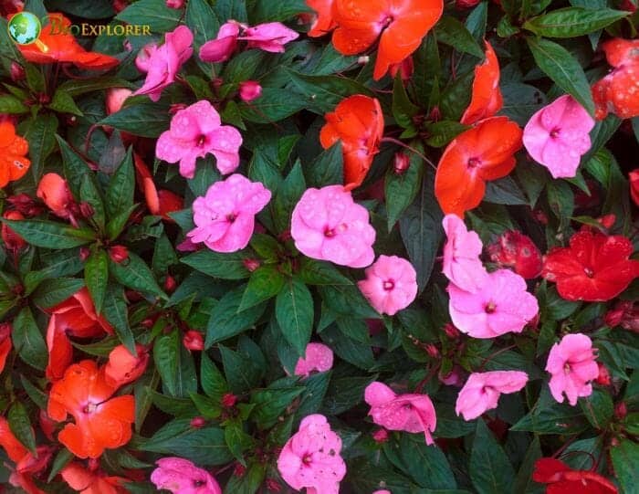 Dilleniales Flowers and Pollination Dilleniales Flowers and Pollination