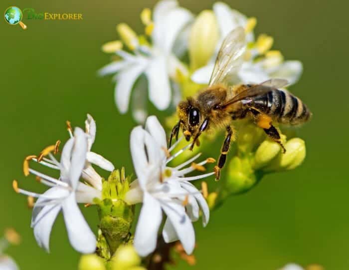 Dipsacales Example Species Dipsacales Example Species