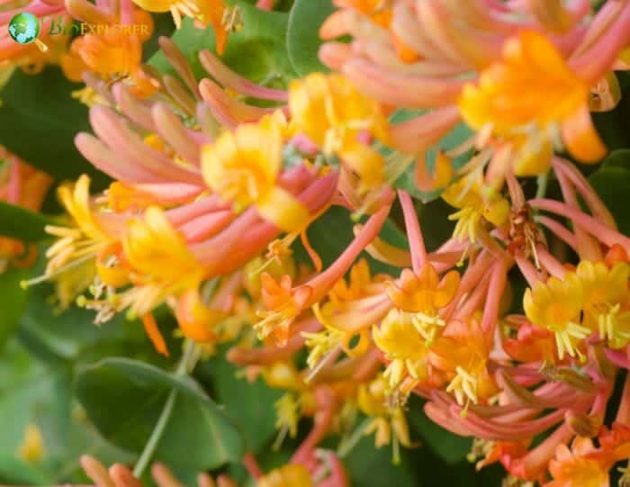 Dipsacales Flowers and Reproduction Dipsacales Flowers and Reproduction