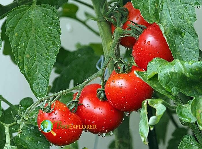 Do I Have To Move My Indoor Tomatoes Outside To Produce Fruits? Do I Have To Move My Indoor Tomatoes Outside To Produce Fruits?