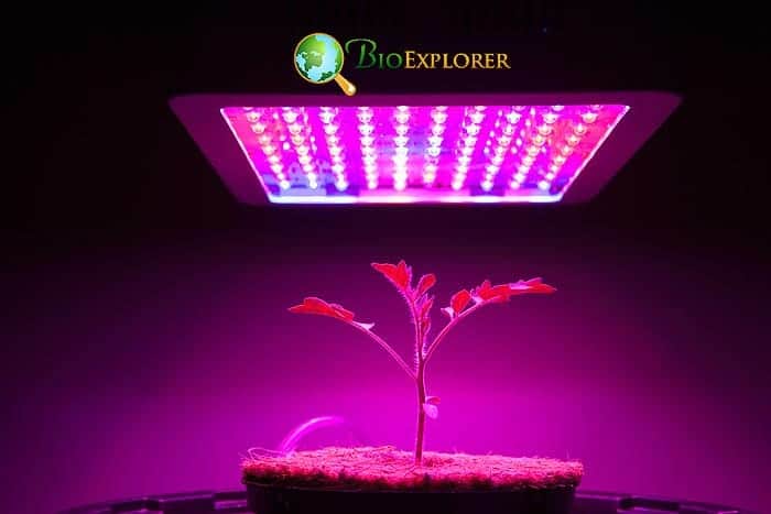 Do You Need A Grow Light for Indoors? Do You Need A Grow Light for Indoors?