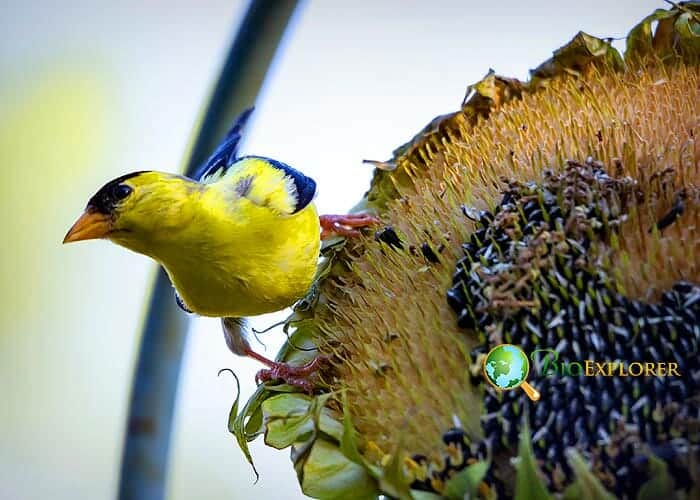 Do Goldfinches Eat Sunflower Seeds? Do Goldfinches Eat Sunflower Seeds?