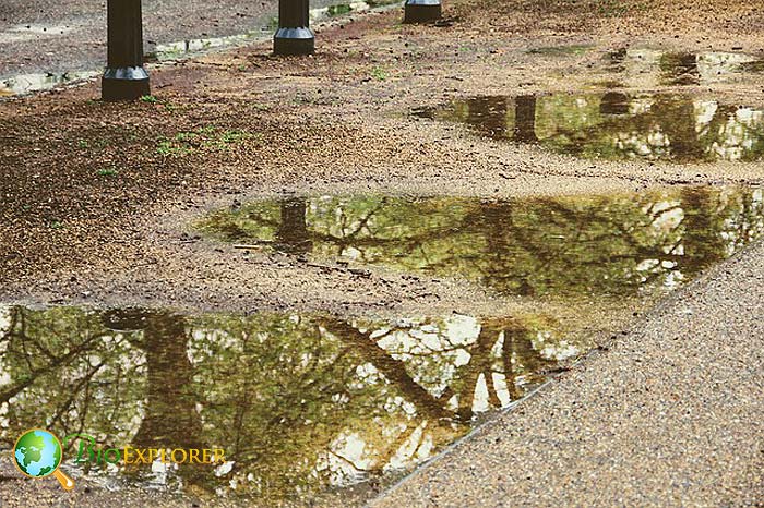 Does Rainwater Have Germs? Does Rainwater Have Germs?