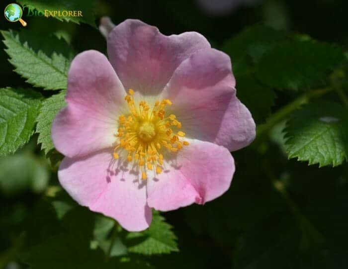 Dog Rose Flower