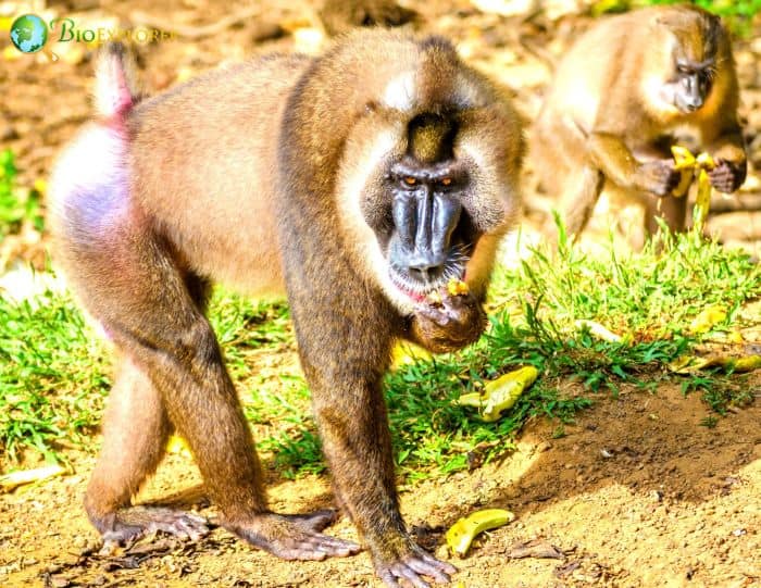 Drill Monkeys Facts