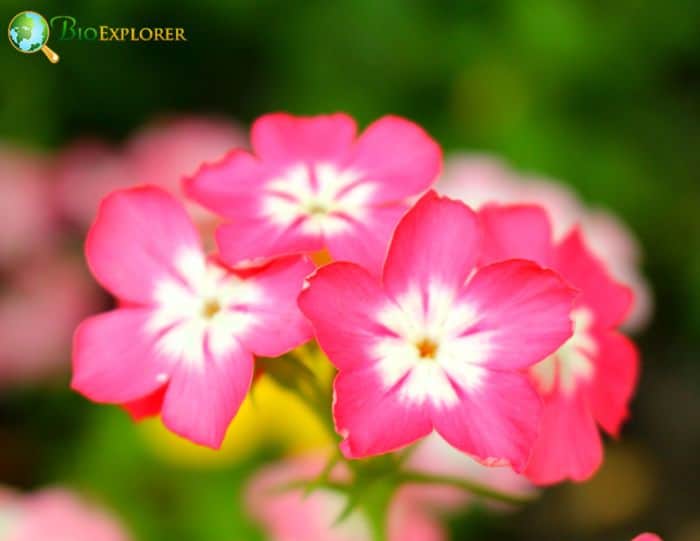 Drummonds Phlox F