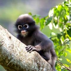 Dusky Langur Dusky Langur