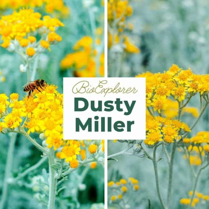 Dusty Miller