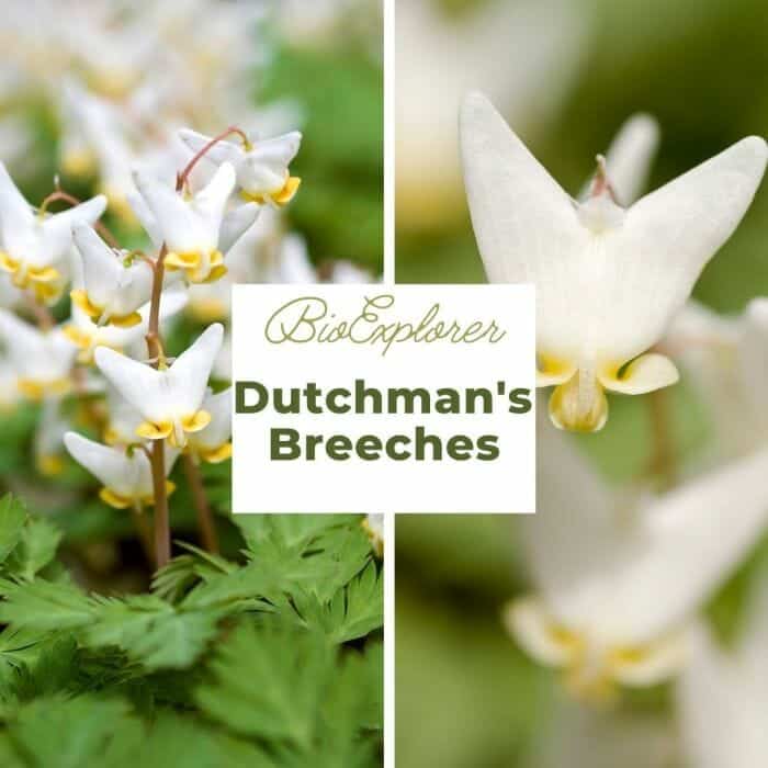 Dutchman's Breeches