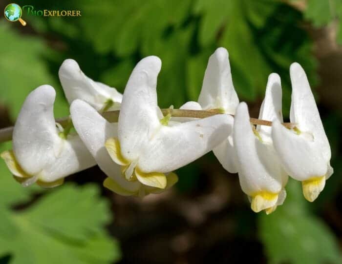 Dutchman's Breeches Flowers