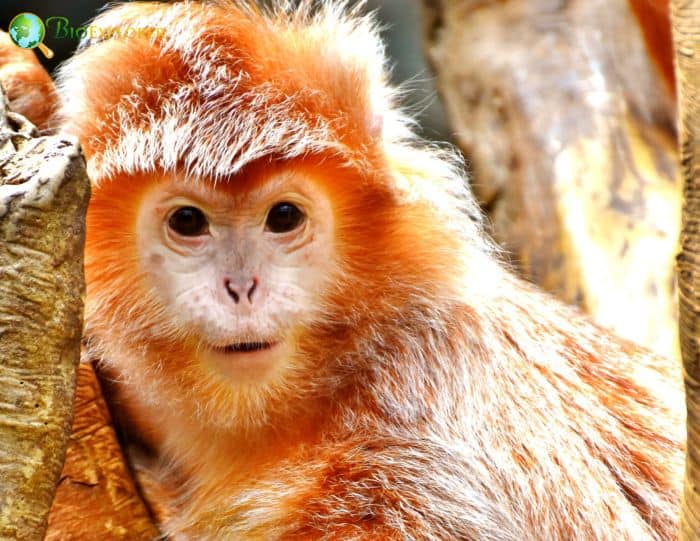 East Javan Langur East Javan Langur