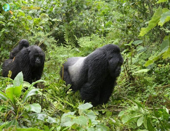 Eastern Gorilla Characteristics | Gorilla Beringei Diet & Facts