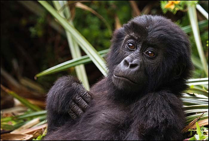 Eastern Lowland Gorilla Eastern Lowland Gorilla