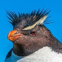 Eastern Rockhopper penguin