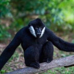 Eastern Black Crested Gibbon Eastern Black Crested Gibbon