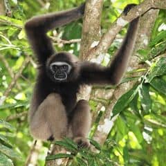 East Bornean Gray Gibbon East Bornean Gray Gibbon