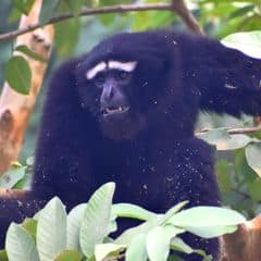 Eastern Hoolock Gibbon Eastern Hoolock Gibbon