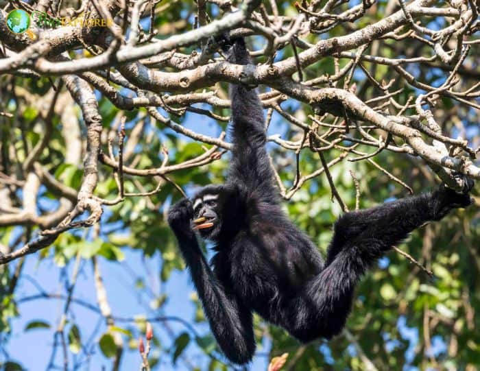Eastern Hoolock Gibbon Eastern Hoolock Gibbon
