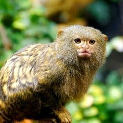 Eastern pygmy marmoset Eastern pygmy marmoset