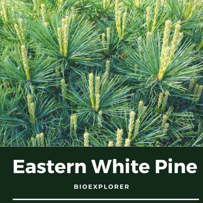 Pinus strobus (Eastern White Pine)