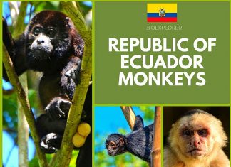 Ecuador Monkeys