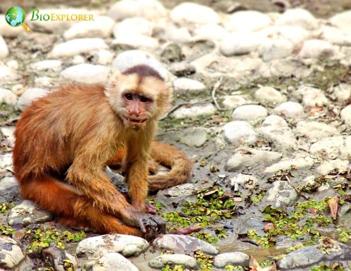 Ecuadorian Capuchin Ecuadorian Capuchin