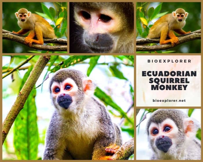 Ecuadorian Squirrel Monkey