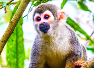 The blue monkey: how primates amazingly help the rainforest