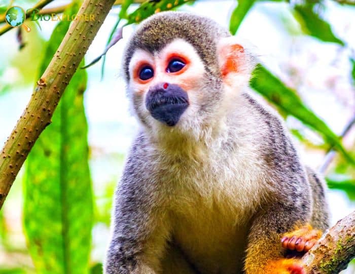 Ecuadorian Squirrel Monkey Ecuadorian Squirrel Monkey
