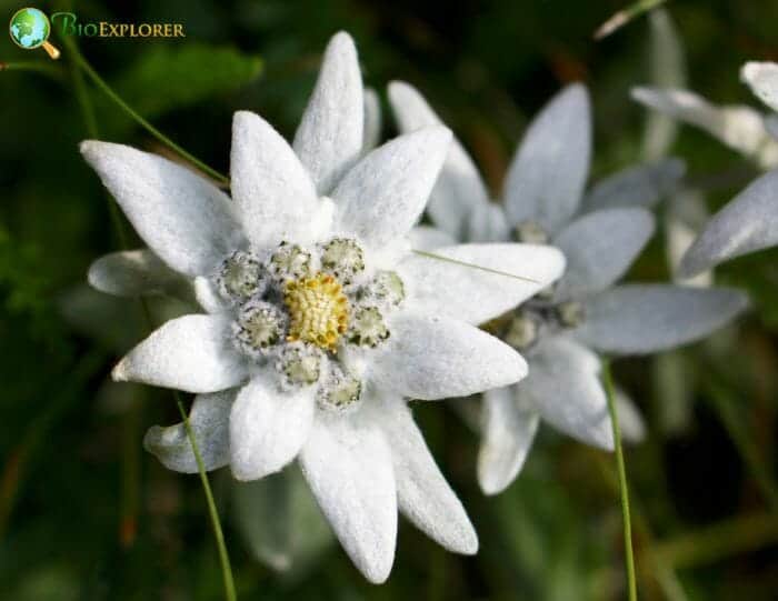 Edelweiss Flower White Tubular Flower Mountain Flower