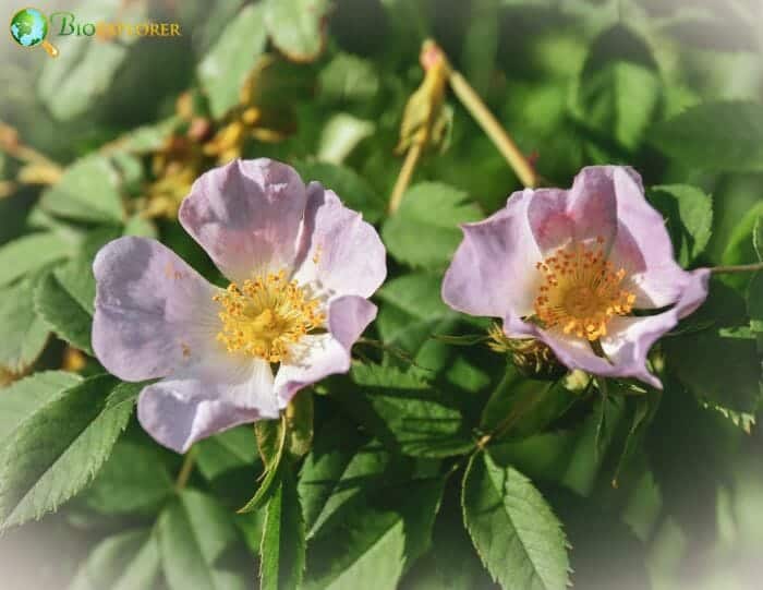 Eglantine Flowers