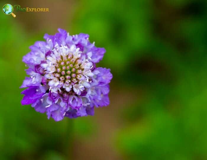 Egyptian Bride Flowers