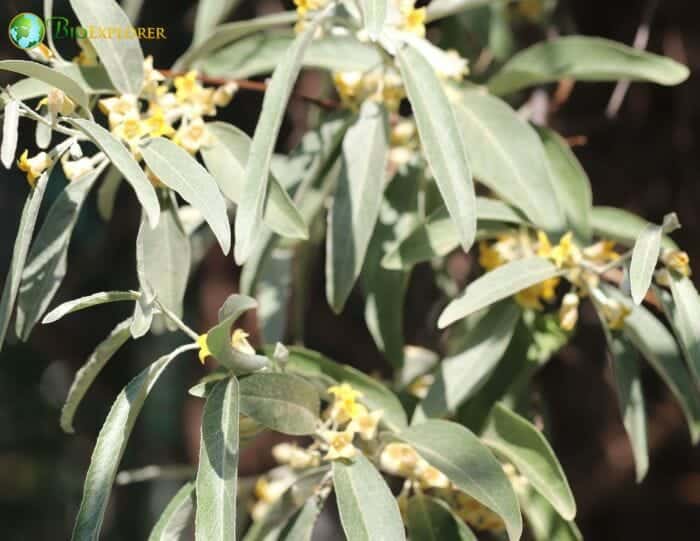 Elaeagnaceae Characteristics Elaeagnaceae Characteristics